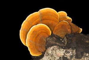 Photo Tip of the Week: Macro Photography in the Rainforest 